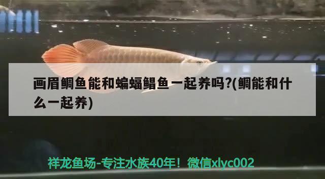 畫眉鯛魚能和蝙蝠鯧魚一起養(yǎng)嗎?(鯛能和什么一起養(yǎng))