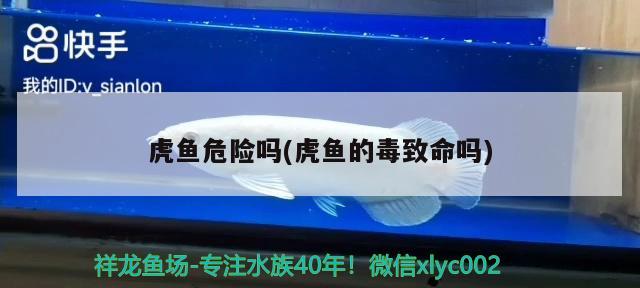 虎魚(yú)危險(xiǎn)嗎(虎魚(yú)的毒致命嗎)