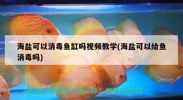 海鹽可以消毒魚缸嗎視頻教學(xué)(海鹽可以給魚消毒嗎) 廣州水族批發(fā)市場(chǎng)