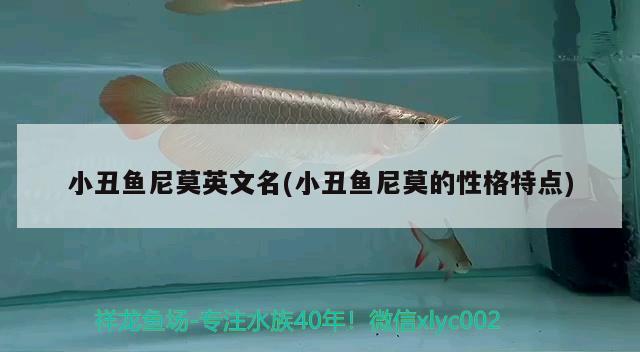 小丑魚(yú)尼莫英文名(小丑魚(yú)尼莫的性格特點(diǎn)) 海水魚(yú)