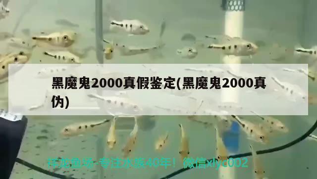 黑魔鬼2000真假鑒定(黑魔鬼2000真?zhèn)? 觀賞魚