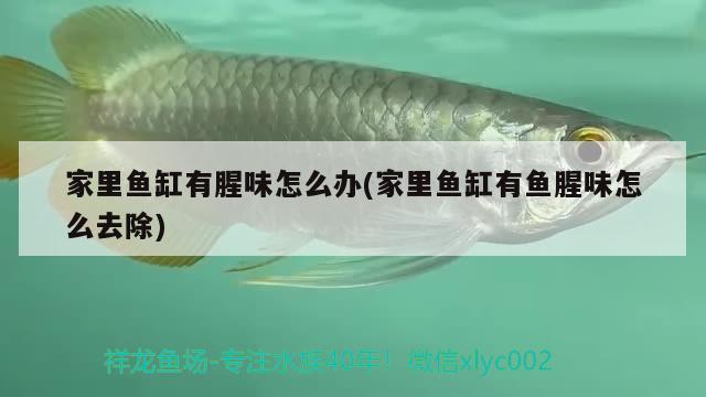 家里魚(yú)缸有腥味怎么辦(家里魚(yú)缸有魚(yú)腥味怎么去除) 水族世界