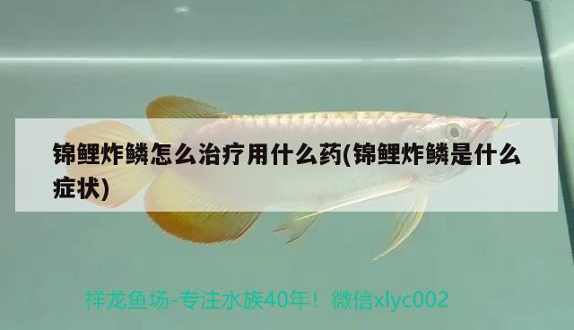 錦鯉炸鱗怎么治療用什么藥(錦鯉炸鱗是什么癥狀) 觀賞魚