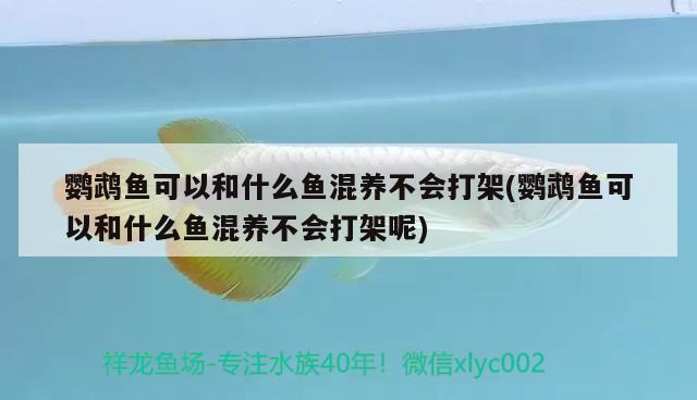 鸚鵡魚(yú)可以和什么魚(yú)混養(yǎng)不會(huì)打架(鸚鵡魚(yú)可以和什么魚(yú)混養(yǎng)不會(huì)打架呢) 鸚鵡魚(yú)