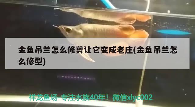 金魚吊蘭怎么修剪讓它變成老莊(金魚吊蘭怎么修型)