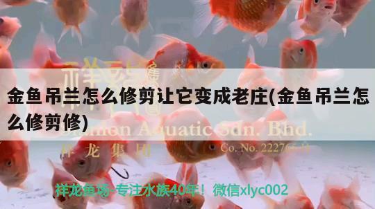 金魚吊蘭怎么修剪讓它變成老莊(金魚吊蘭怎么修剪修) 觀賞魚