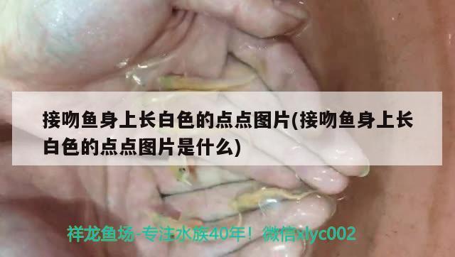 接吻魚身上長白色的點點圖片(接吻魚身上長白色的點點圖片是什么)