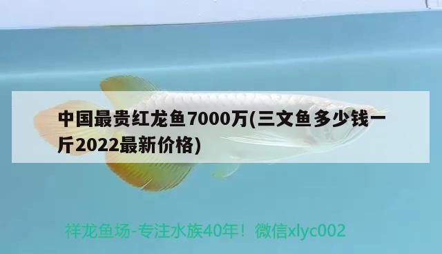 中國最貴紅龍魚7000萬(三文魚多少錢一斤2022最新價格) 觀賞魚