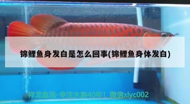 錦鯉魚身發(fā)白是怎么回事(錦鯉魚身體發(fā)白) 觀賞魚