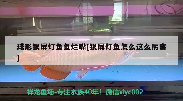 球形銀屏燈魚魚爛嘴(銀屏燈魚怎么這么厲害)