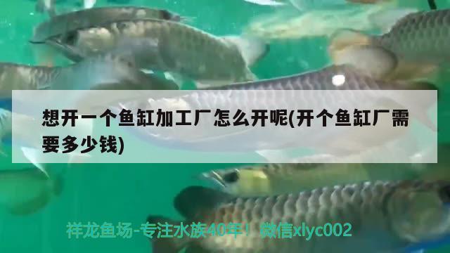 想開一個魚缸加工廠怎么開呢(開個魚缸廠需要多少錢) 月光鴨嘴魚苗