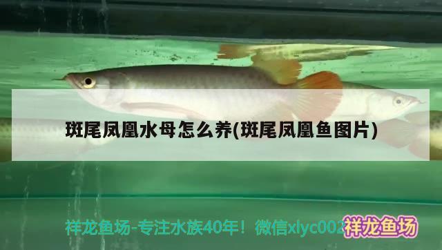 斑尾鳳凰水母怎么養(yǎng)(斑尾鳳凰魚(yú)圖片)