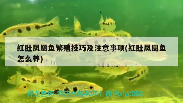 紅肚鳳凰魚繁殖技巧及注意事項(xiàng)(紅肚鳳凰魚怎么養(yǎng))