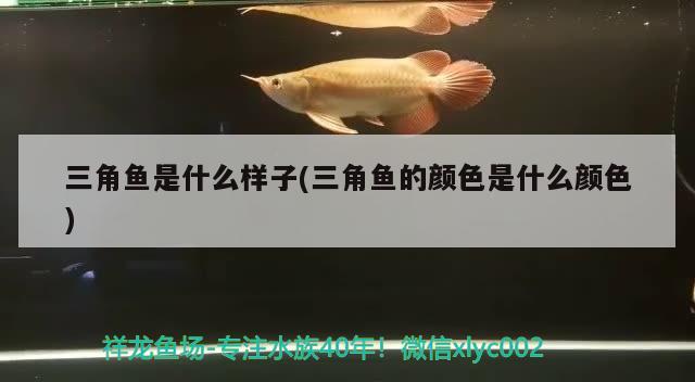 三角魚(yú)是什么樣子(三角魚(yú)的顏色是什么顏色)