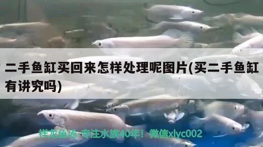 二手魚缸買回來怎樣處理呢圖片(買二手魚缸有講究嗎) 白子金龍魚