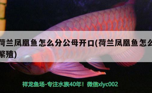 荷蘭鳳凰魚怎么分公母開口(荷蘭鳳凰魚怎么繁殖)