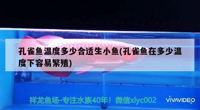 孔雀魚(yú)溫度多少合適生小魚(yú)(孔雀魚(yú)在多少溫度下容易繁殖) 觀賞魚(yú)