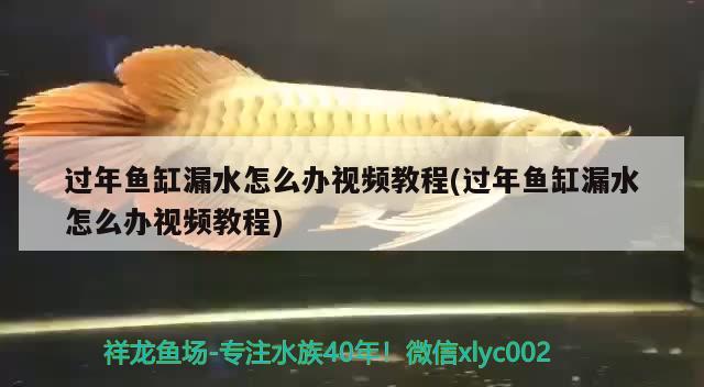 過年魚缸漏水怎么辦視頻教程(過年魚缸漏水怎么辦視頻教程)