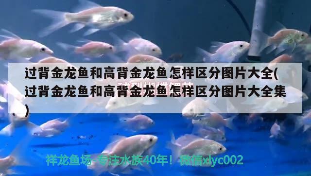 過背金龍魚和高背金龍魚怎樣區(qū)分圖片大全(過背金龍魚和高背金龍魚怎樣區(qū)分圖片大全集)