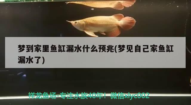 夢(mèng)到家里魚(yú)缸漏水什么預(yù)兆(夢(mèng)見(jiàn)自己家魚(yú)缸漏水了) 黃寬帶蝴蝶魚(yú)