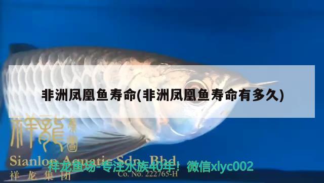 非洲鳳凰魚壽命(非洲鳳凰魚壽命有多久)