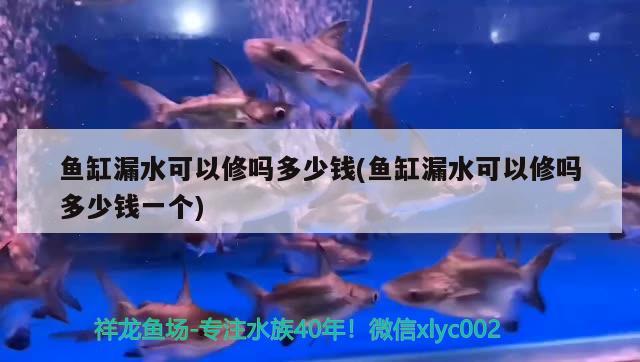 魚缸漏水可以修嗎多少錢(魚缸漏水可以修嗎多少錢一個(gè)) 祥龍傳奇品牌魚缸