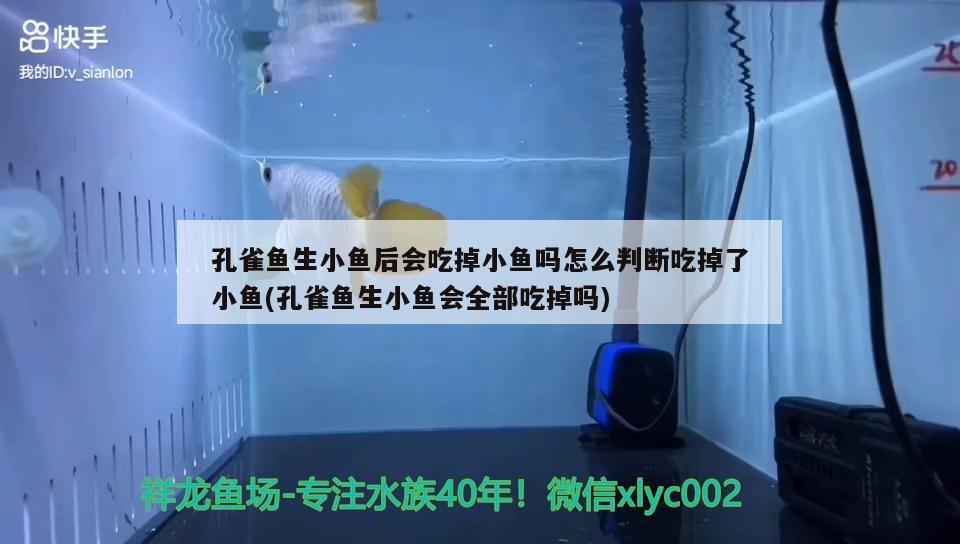 孔雀魚生小魚后會吃掉小魚嗎怎么判斷吃掉了小魚(孔雀魚生小魚會全部吃掉嗎) 觀賞魚