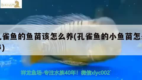 孔雀魚的魚苗該怎么養(yǎng)(孔雀魚的小魚苗怎么養(yǎng))