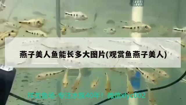 燕子美人魚能長多大圖片(觀賞魚燕子美人) 觀賞魚