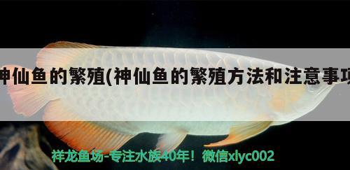 神仙魚的繁殖(神仙魚的繁殖方法和注意事項(xiàng)) 觀賞魚