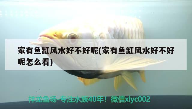 家有魚缸風(fēng)水好不好呢(家有魚缸風(fēng)水好不好呢怎么看)