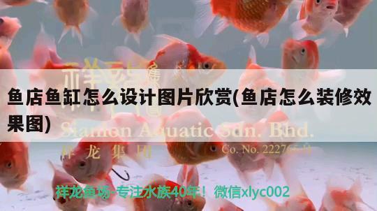 魚店魚缸怎么設(shè)計(jì)圖片欣賞(魚店怎么裝修效果圖)