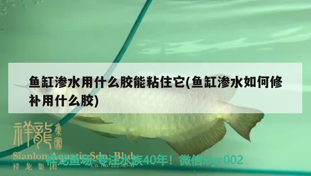 魚缸滲水用什么膠能粘住它(魚缸滲水如何修補用什么膠)