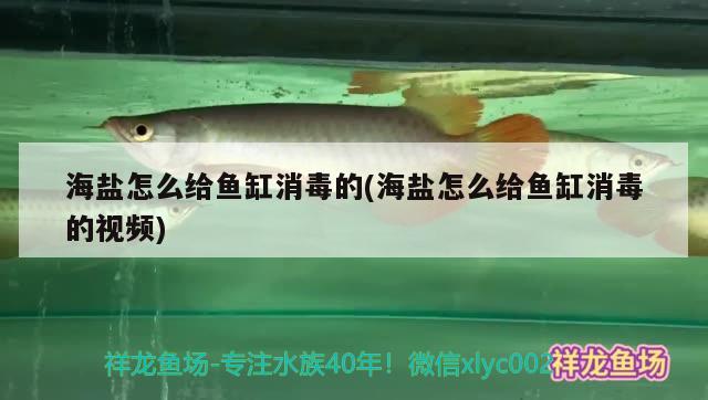 海鹽怎么給魚缸消毒的(海鹽怎么給魚缸消毒的視頻) 其他益生菌