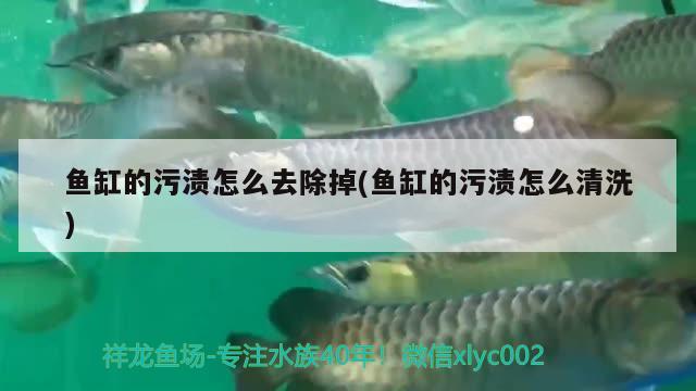 魚缸的污漬怎么去除掉(魚缸的污漬怎么清洗)