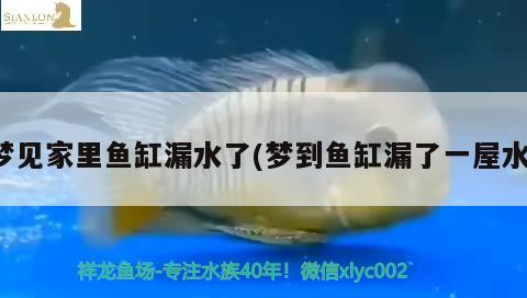 夢見家里魚缸漏水了(夢到魚缸漏了一屋水)