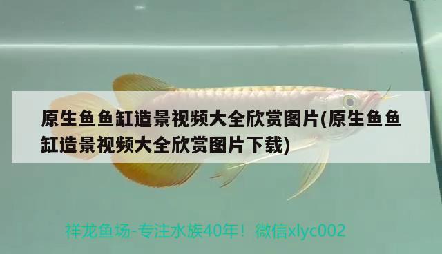 原生魚魚缸造景視頻大全欣賞圖片(原生魚魚缸造景視頻大全欣賞圖片下載) 白子銀版魚