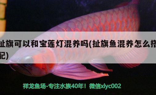 扯旗可以和寶蓮燈混養(yǎng)嗎(扯旗魚(yú)混養(yǎng)怎么搭配) 觀賞魚(yú) 第2張