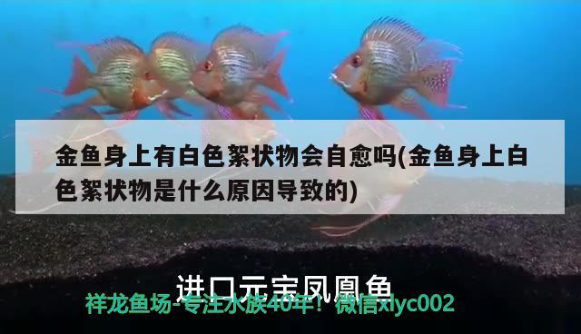 金魚身上有白色絮狀物會自愈嗎(金魚身上白色絮狀物是什么原因?qū)е碌?