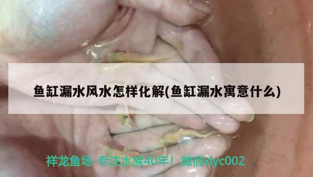 魚缸漏水風水怎樣化解(魚缸漏水寓意什么) 魚缸風水