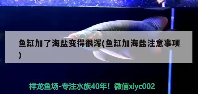 魚缸加了海鹽變得很渾(魚缸加海鹽注意事項)