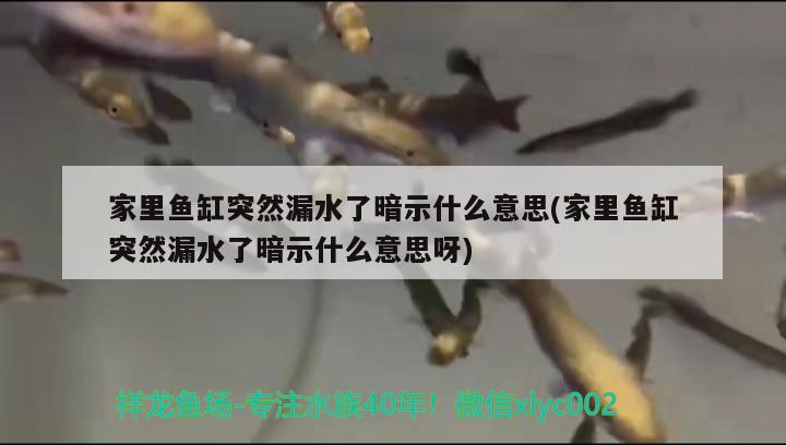 家里魚缸突然漏水了暗示什么意思(家里魚缸突然漏水了暗示什么意思呀) 稀有金龍魚