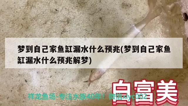 夢到自己家魚缸漏水什么預兆(夢到自己家魚缸漏水什么預兆解夢) 水溫計