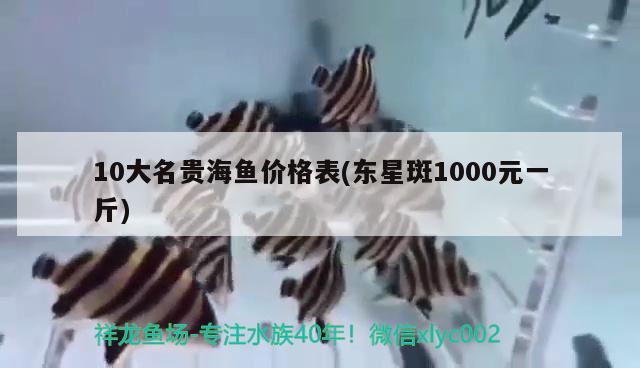 10大名貴海魚價(jià)格表(東星斑1000元一斤)