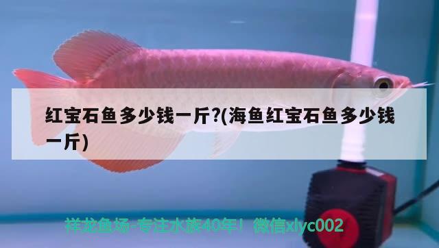 紅寶石魚多少錢一斤?(海魚紅寶石魚多少錢一斤)