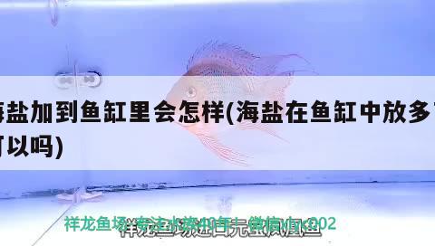 海鹽加到魚缸里會怎樣(海鹽在魚缸中放多了可以嗎)