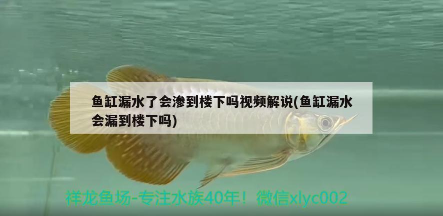 魚缸漏水了會滲到樓下嗎視頻解說(魚缸漏水會漏到樓下嗎)