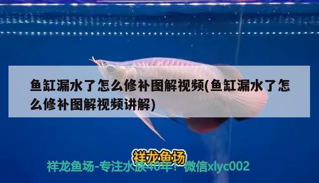 魚缸漏水了怎么修補圖解視頻(魚缸漏水了怎么修補圖解視頻講解)