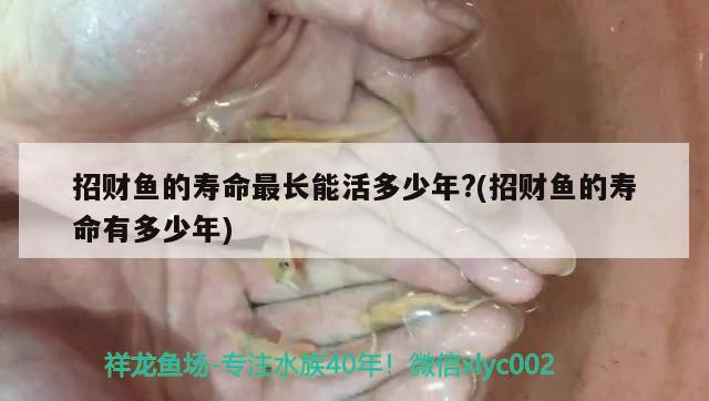 招財(cái)魚的壽命最長能活多少年?(招財(cái)魚的壽命有多少年)