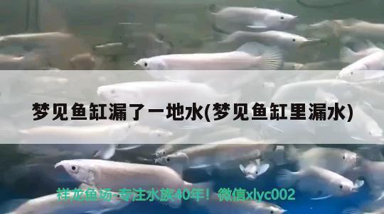 夢見魚缸漏了一地水(夢見魚缸里漏水) 白化火箭魚